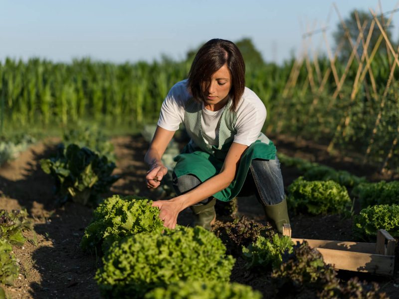 woman-working-in-her-vegetable-garden-2022-12-16-22-09-53-utc